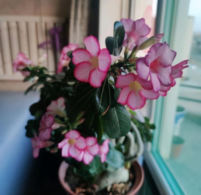 沙漠玫瑰怎么养，沙漠玫瑰的养殖方法多久能开花（真正会养的只需做5点）