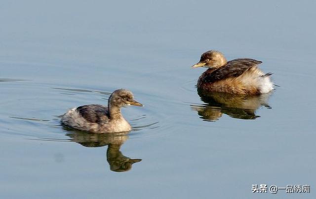 一个东一个鸟怎么读，一个东一个鸟怎么念（见过好多鸟名生僻字）