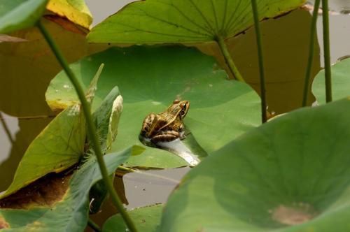 关于青蛙的成语，关于动物的成语故事（成语：“蛙鸣蚓叫”的由来）