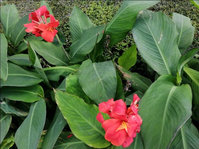 美人蕉花语，美人蕉花语是什么意思（北方地区现在就要注意防寒）