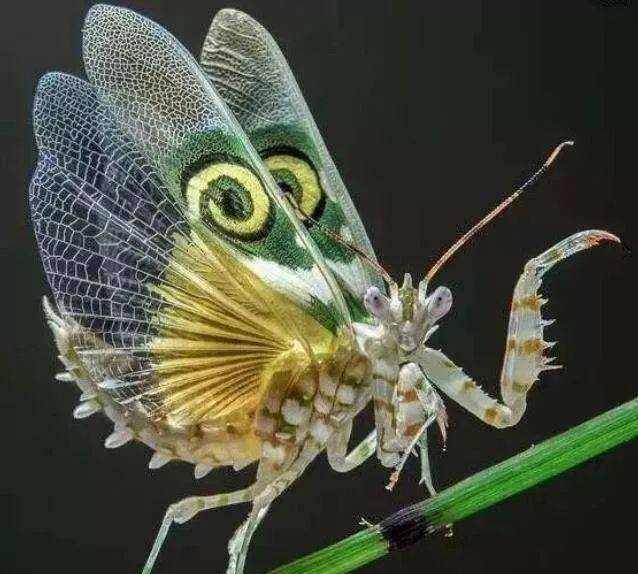 一个多月后,幼虫破茧化蝶.