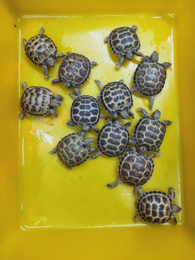 俄罗斯陆龟是什么龟，俄罗斯陆龟是什么龟类（又叫俄罗斯陆龟）