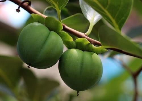 吃柿子能喝牛奶吗，吃柿子后多久能喝牛奶（柿子不能和牛奶一起吃）