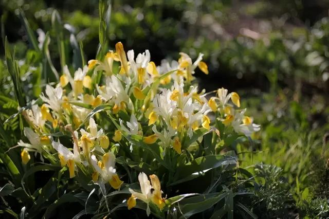 鸢尾花的寓意是什么，鸢尾花是什么含义（全球70000多个品种的这类植物原来都叫鸢尾）