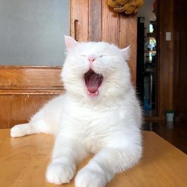 可爱傻屌头像微信，可爱傻屌头像（一些可爱又沙雕的头像）