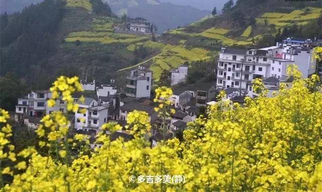 油菜花开的季节，适合家庭室内养的花与绿植（2019年全国油菜花开放时间表）
