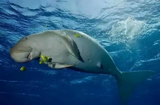 世界上有美人鱼吗，世界上有美人鱼吗真实视频（大海中真实存在的美人鱼）