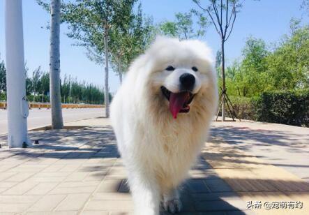 萨摩耶犬怎么训练，萨摩耶幼犬怎么训练（要想拥有一只乖巧听话萨摩耶犬）