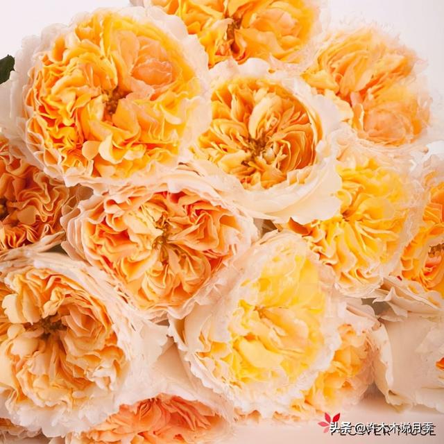 月季花一般都几月份开，月季花一般都几月份开花（怎么才能让月季开更多花呢）