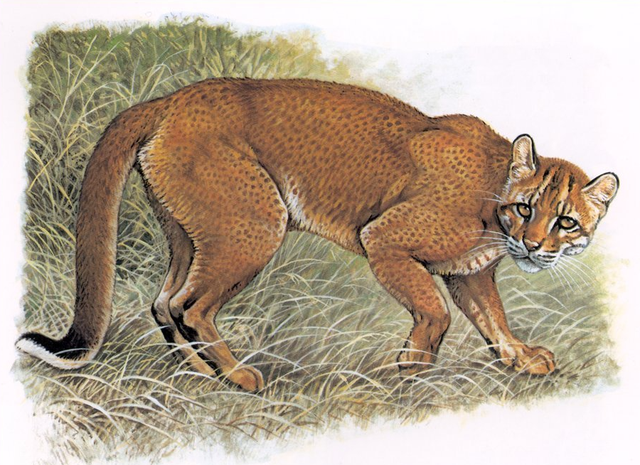 虎生三子必有一彪，虎生三子必有一彪是什么意思（人云“虎生三子必有一彪”）