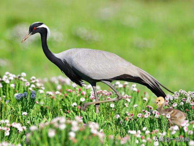 一个东一个鸟怎么读，一个东一个鸟怎么念（见过好多鸟名生僻字）