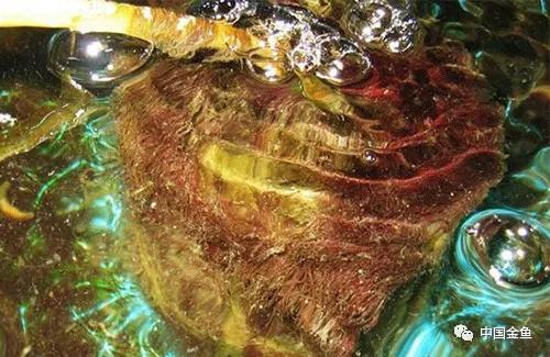 【水妖精怎么用】水妖精的原理及使用方法，水妖精原理图（灰长灰长牛逼的一个玩意）