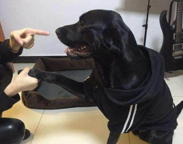 黑色拉布拉多犬，黑色拉布拉多犬成年长多大（为什么拉布拉多犬最好养黑色的）