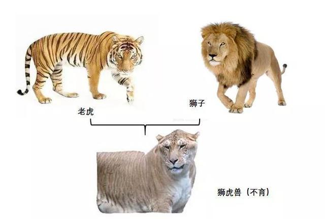 转基因是什么意思，大豆非转基因是什么意思（先从杂交鸡、骡子和狮虎兽开始吧）