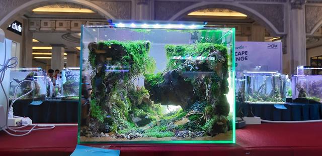 水草造景教程，简单水草造景图片（鱼缸造景比赛作品欣赏）