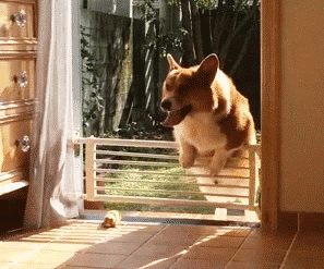 养狗需要做哪些方面的准备，养狗之前需要准备什么（养狗狗所需的“物品清单”）