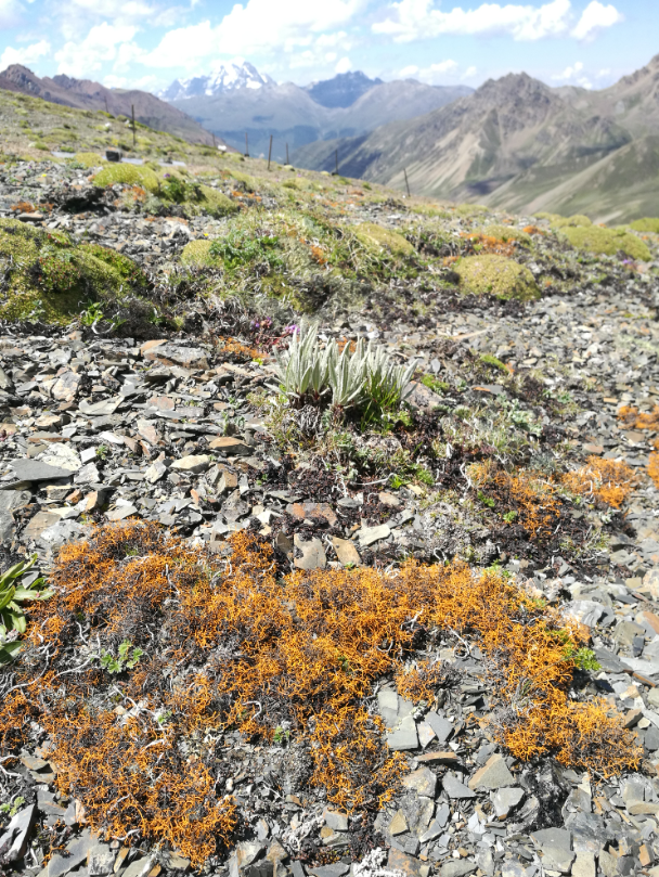 石蕊是什么，石蕊是什么意思（你有秋裤羽绒服）