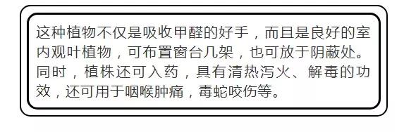 吸甲醛植物排名，室内植物盆景十大排名（为了家人健康转起来）