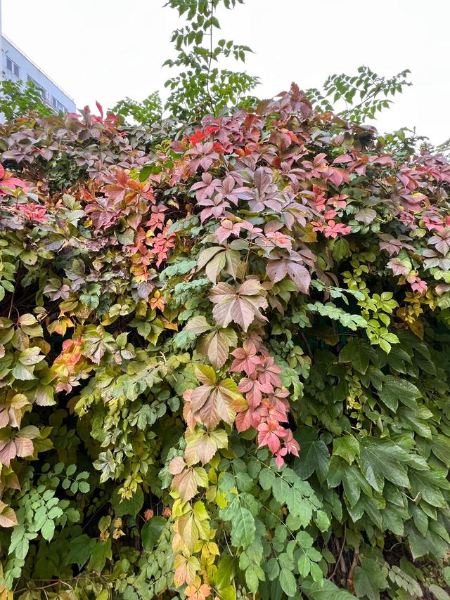 小区里的景色，小区里的景色真美呀（秋天里的小区美景图片）