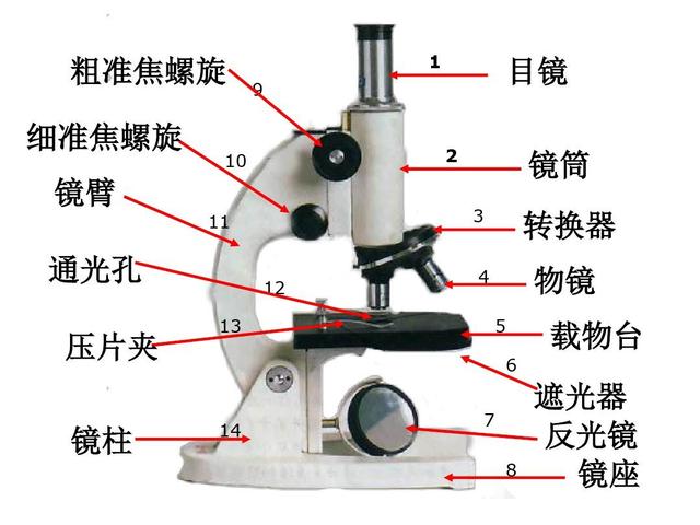 平面镜的作用什么，平面镜起什么作用（显微镜具体都能干什么呢）