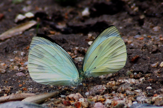 蝴蝶生活习性，蝴蝶王国（蝴蝶的生活环境和特点）