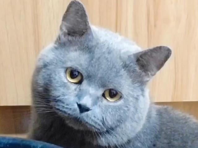 猫一窝能生几只，猫一年生几窝（猫咪生了5只小猫）