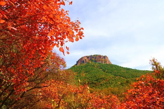 满山红叶似彩霞，阿宝歌曲大全（山东最全赏红叶地图来了）