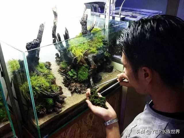 沼泽过滤是不是比别的好，买硝化细菌粉末粉还是液体