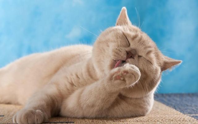 猫怕冷还是怕热，猫咪怕冷还是怕热的表现（如果您家猫有以下行为）
