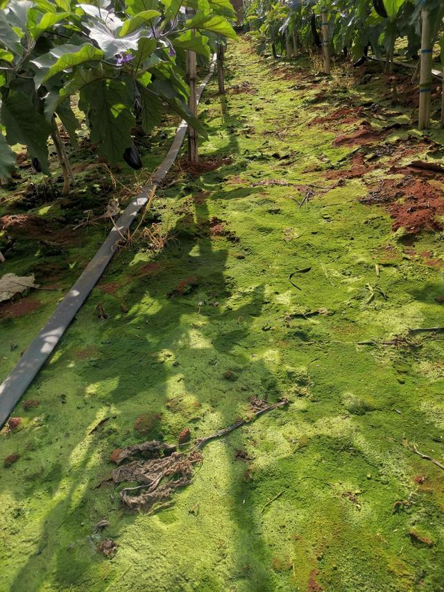 五色土哪里能买到，五色土紫砂壶怎么样（用了地驰素万年流传下来的\