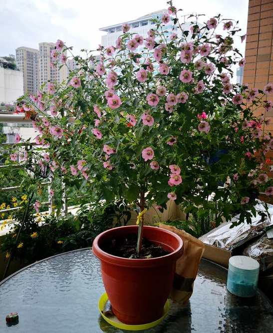 请问一下小木槿的种植方法，盆栽小木槿的养殖方法（养\