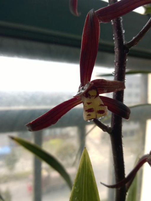 兰花墨兰哪个品种香味浓，墨兰和香兰的区别（就养香喷喷的“金”兰）