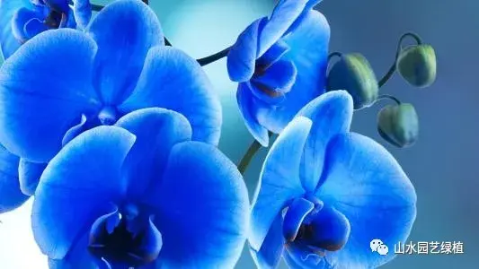 蝴蝶兰花语大全，各种颜色的蝴蝶兰花语