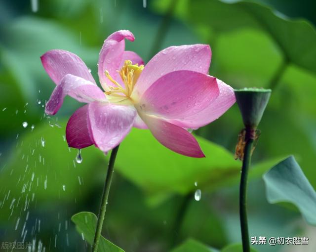 形容夏天热的诗句，形容夏天热的经典诗句（夏夜古诗七首：热极不可度）