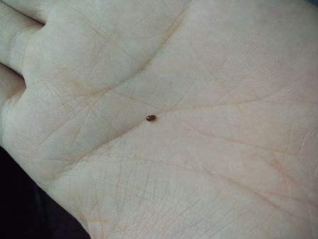 一种跟芝麻似的硬壳虫子，一种跟芝麻似的硬壳虫子 会装死（蠓虫一点也不“萌”）