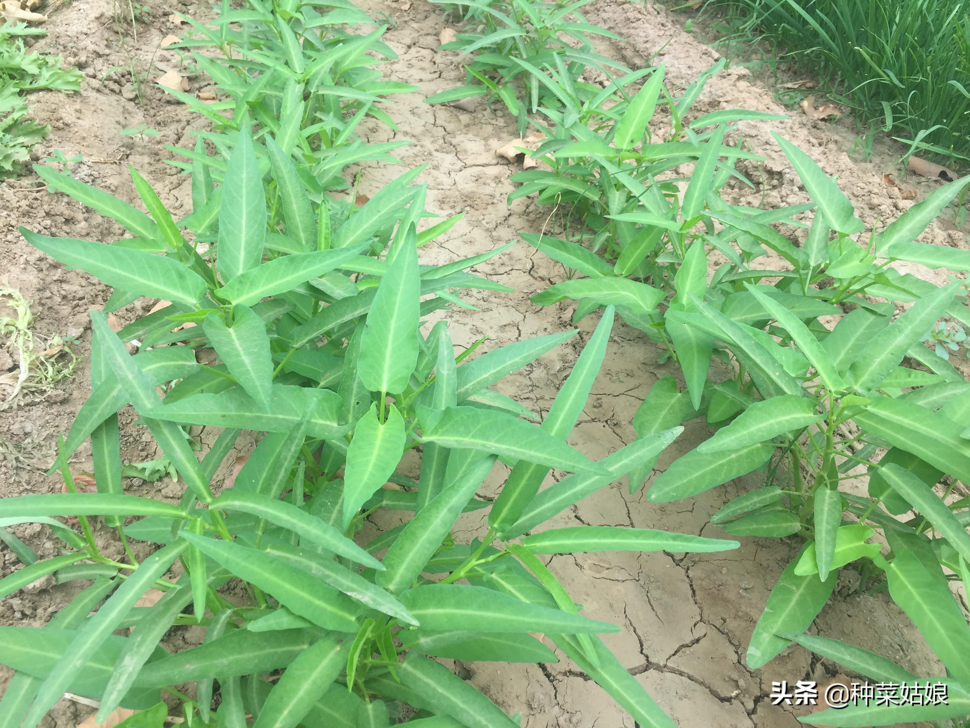 空心菜怎么施肥长得快（种植空心菜的技巧方法）