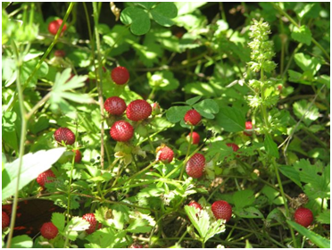 湖南有哪些特色水果，湖南人最全山里野果子