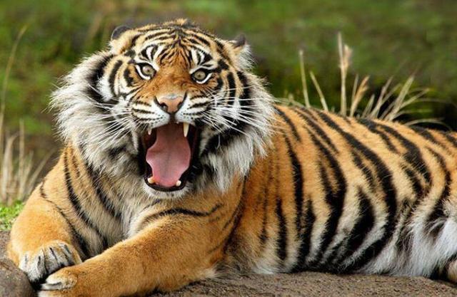 森林里有什么动物，生活在森林里的动物有哪些（就算是狼见了，都要叫“大哥”）