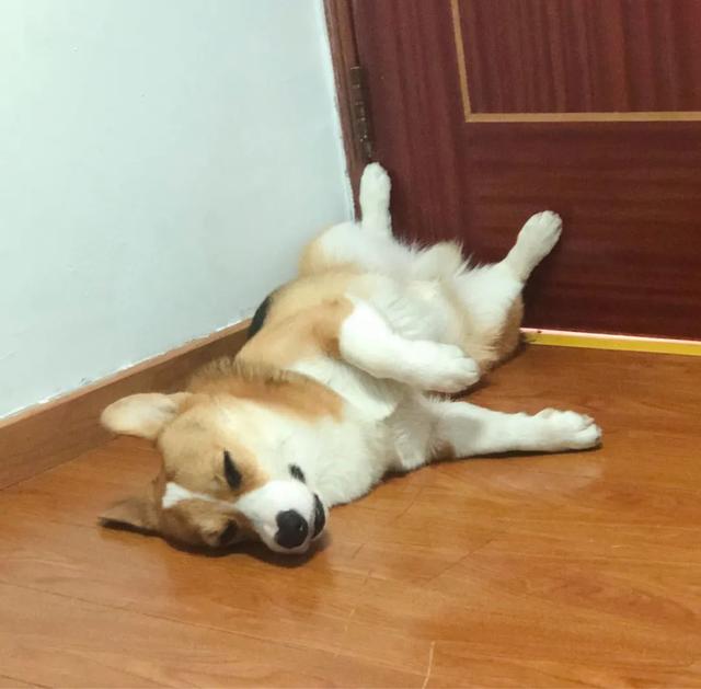 金毛犬，6种狗狗小时候和长大的对比（金毛犬的优缺点及性格）