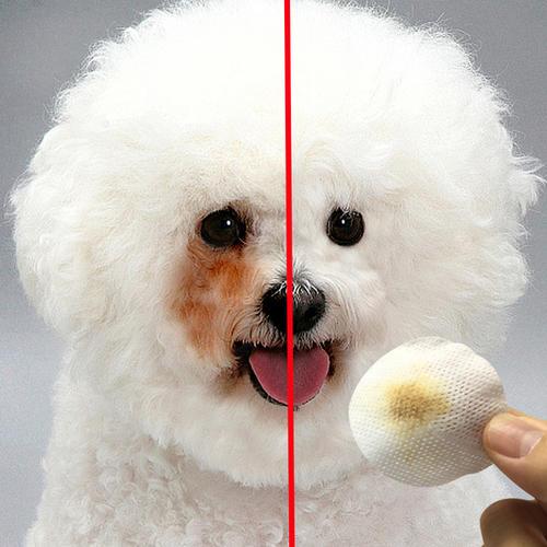 皮特芬喷剂主要治什么，狗狗得皮肤病用什么药最好（狗狗生病再也不用“焦头烂额”了）