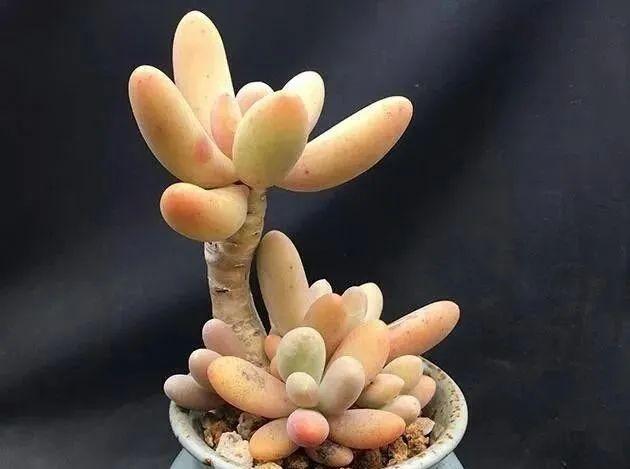 多肉十大美人系列，十大漂亮多肉（盘点盘点多肉界的“美人”们）