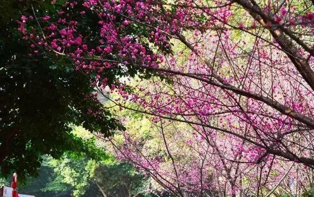 多肉是什么植物，多肉植物是什么植物（中国春天最美15座大学）