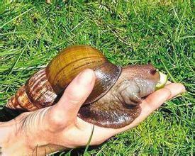 蜗牛居然是“蛋生”的，蜗牛产卵是什么样子的（广东发现一种大蜗牛）