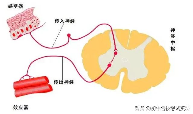 血型配对表图口诀，血型遗传规律表顺口溜（冲刺2020年中考-初中生物记忆口诀+知识点大全）