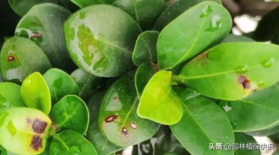 大叶黄杨白粉病，大叶黄杨病害怎样防治（大叶黄杨常见病害防治）