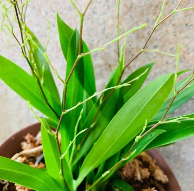 好养的室内植物文心兰，家里养盆文心兰