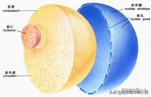 人体解剖学基础，人体解剖学基础知识学什么（基础知识之人体解剖学基础）