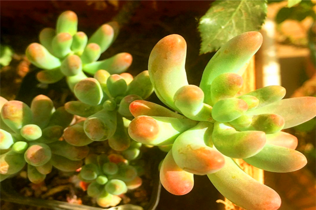 八千代多肉怎么养，八千代多肉怎么养成妖娆桩（多肉八千代养护“3妙招”）