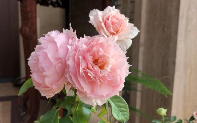 名贵月季十大品种，最稀有的月季花品种（我心目中最值得栽种的10种藤本月季）