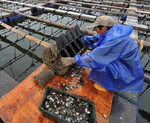 鲍鱼是什么动物，鲍鱼是什么内涵（为何大妈依旧爱理不理）